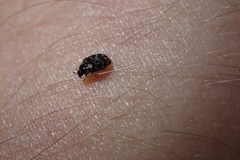 Anthrenocerus australis