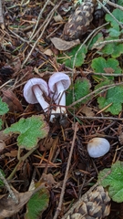 Inocybe lilacina
