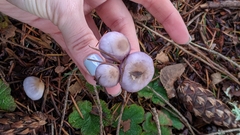 Inocybe lilacina