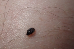 Anthrenocerus australis