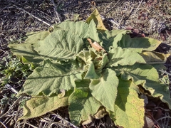 Verbascum thapsus