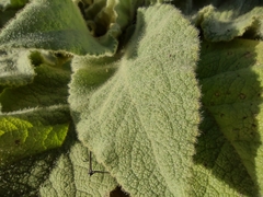 Verbascum thapsus