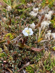 Drosera arcturi
