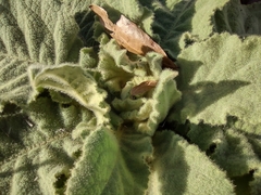 Verbascum thapsus