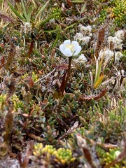 Drosera arcturi