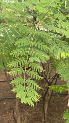 Caesalpinia pulcherrima