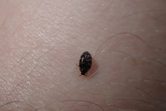 Anthrenocerus australis