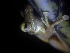 Polypedates occidentalis