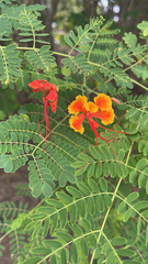 Caesalpinia pulcherrima