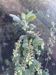 Ribes indecorum