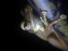 Polypedates occidentalis