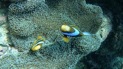 Amphiprion