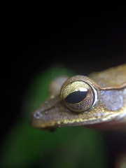 Polypedates occidentalis