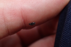 Anthrenocerus australis