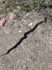 Lampropeltis holbrooki