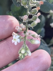 Ribes indecorum