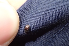 Anthrenocerus australis