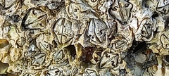 Chthamalus dentatus