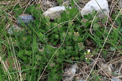 Arabis caucasica