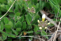 Arabis caucasica