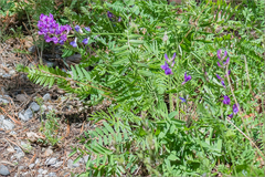 Oxytropis longirostra