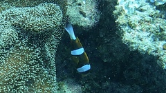 Amphiprion