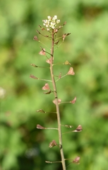 Capsella rubella