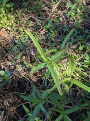 Alternanthera sessilis