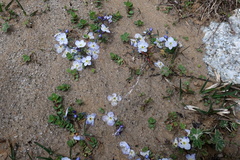 Veronica telephiifolia glareosa