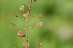 Capsella rubella