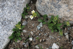 Arabis caucasica