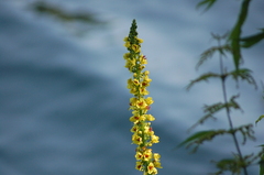 Verbascum nigrum