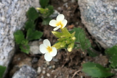 Arabis caucasica