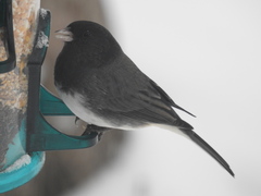 Junco hyemalis cismontanus