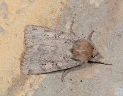 Amphipyra effusa