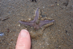 Astropecten armatus