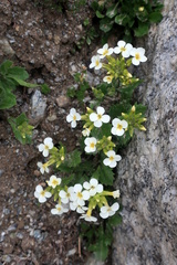 Arabis caucasica