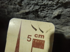 Keroplatidae