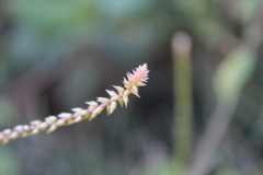 Achyranthes