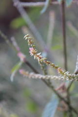 Achyranthes