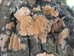 Peniophora incarnata
