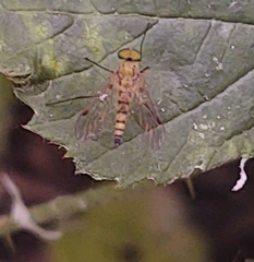 Chrysopilus asiliformis
