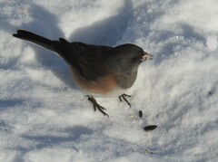 Junco hyemalis cismontanus