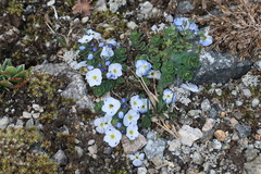 Veronica telephiifolia glareosa