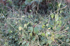 Achyranthes