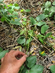 Gastrodia molloyi