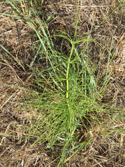 Equisetum telmateia