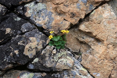 Viola caucasica