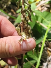 Gastrodia molloyi
