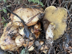 Suillus quiescens